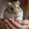 Comment prendre soin de votre hamster