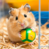 boule exercice hamster