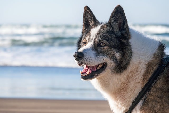 chien localisation du son