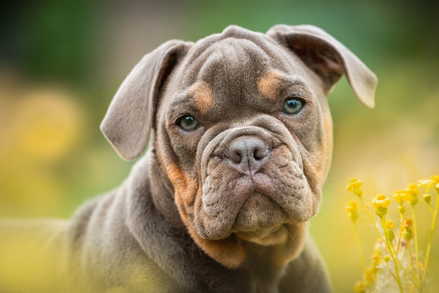 chiens penchent leur tête