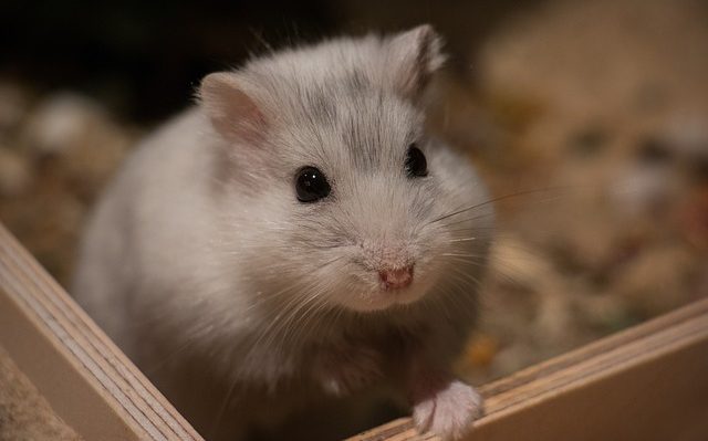 cout hamster animalerie