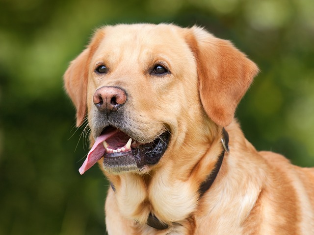 labrador qui soupire